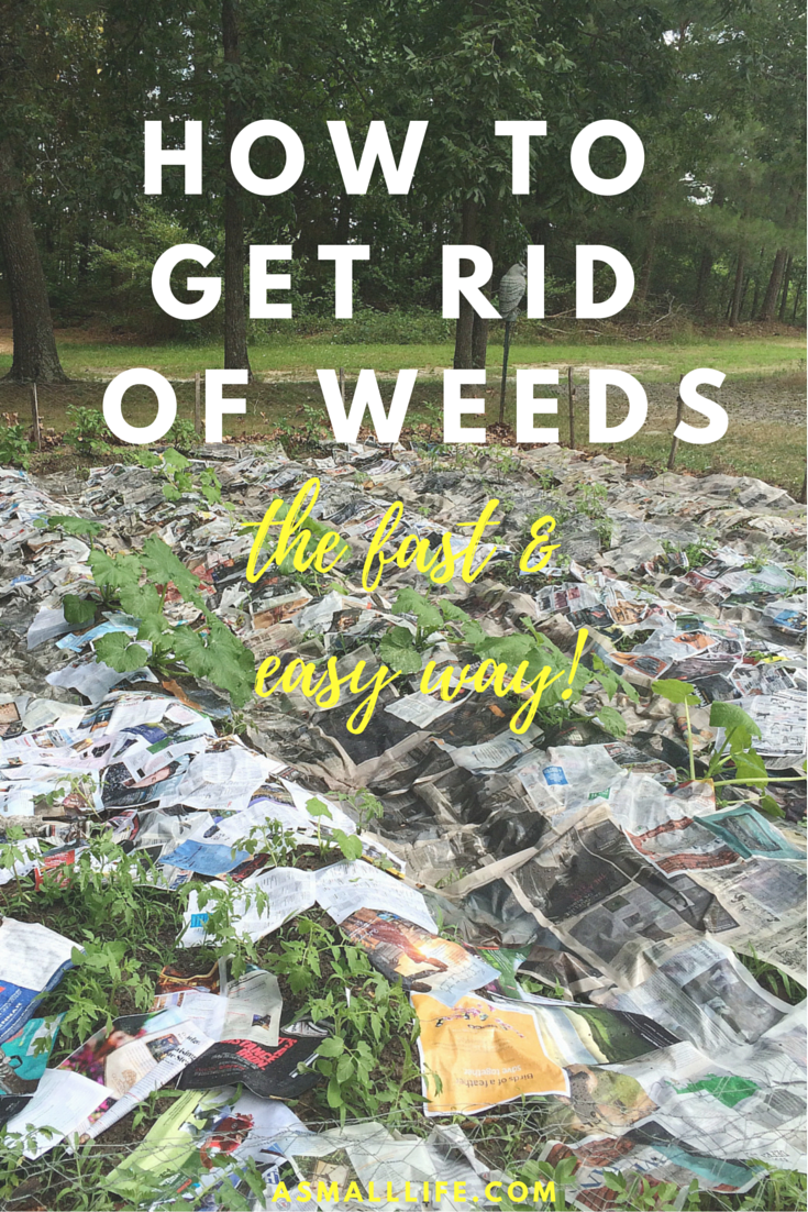 How To Get Rid Of Weeds: The Fast And Easy Way! – A Small Life